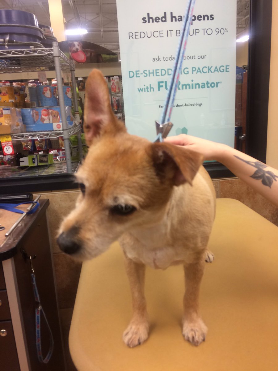 PetSmart 2341 tweet media