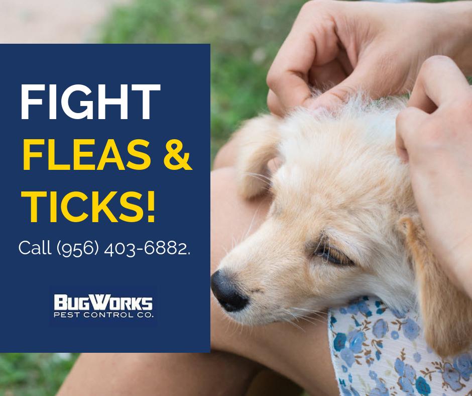 BugWorksRGV's tweet image. Summer is here, it's time to get your yard treated for fleas and ticks!

bugworksrgv.com