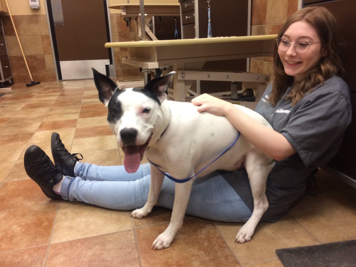 PetSmart 2341 tweet media