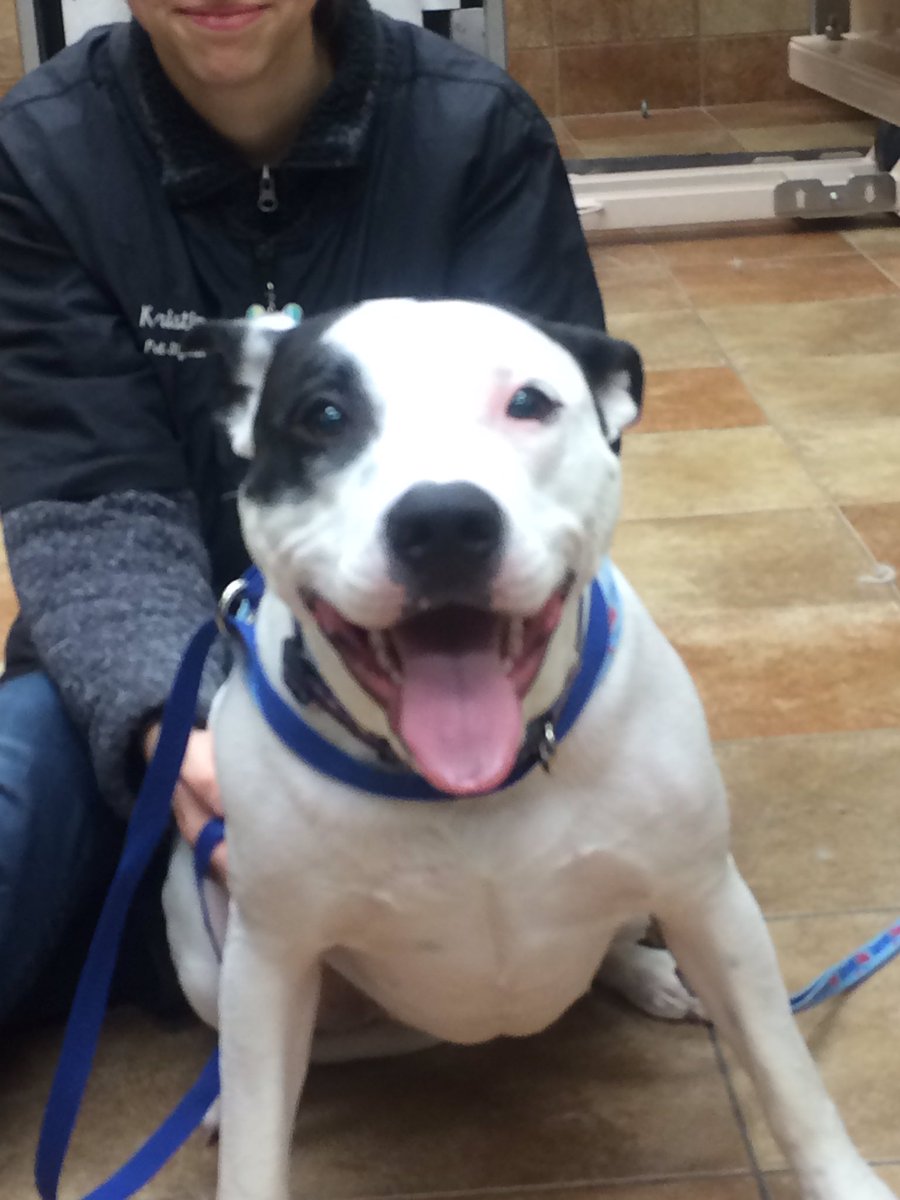 PetSmart 2341 tweet media