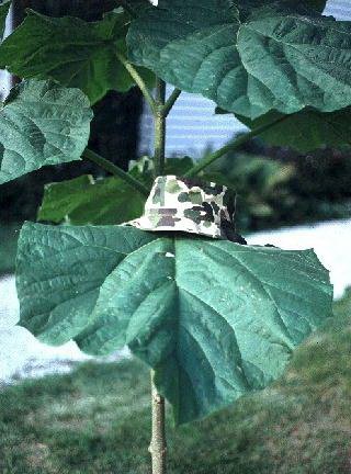 BobStewart723's tweet photo. #InterestingTrees  At the university I occasionally had a visitor wanting an ID of a volunteer tree that came up in their yard with amazingly large leaves. These are the juvenile leaves of the Royal Empress Tree, (Paulownia tomentosa). Some leaves can reach 36 in. (90cm) wide. https://t.co/upX92fYNaP