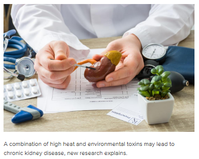 Researcher from the University of Colorado Anschutz have found that agricultural workers, such as those who worked with sugarcane, cotton, and corn, as well as shrimp farmers and miners, are more likely to develop #CKD <a href="/mnt/">Medical News Today</a> Read more at: medicalnewstoday.com/articles/32520…