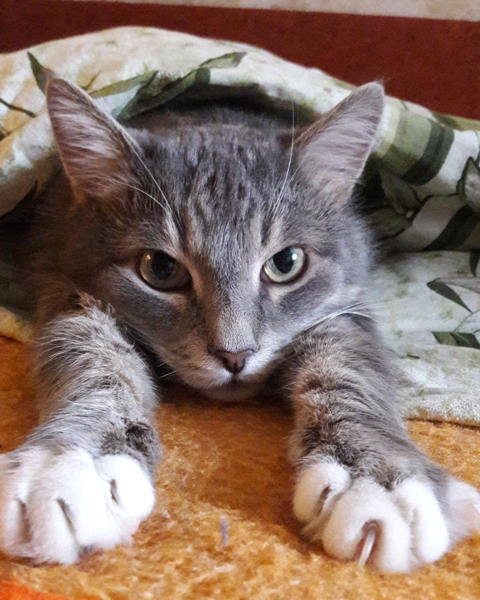 ★ MVK (@knya3e8) on Twitter photo 