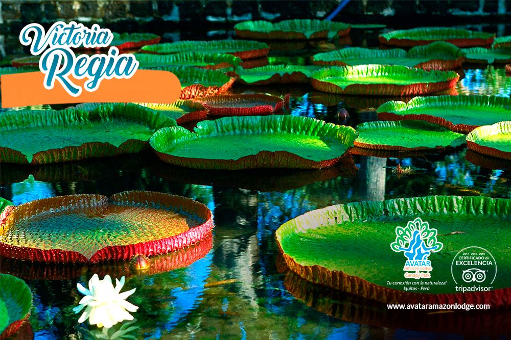 AvatarLodge's tweet photo. El nenúfar de agua más grande que se haya conocido se llama Victoria Regia y puedes admirarlo cerca de nuestras instalaciones! 🌺 🌴
🌎 https://t.co/PMgxTH9jfy
.
#30May #AvatarAmazonLodge #VictoriaRegia https://t.co/YBeWFnqT5w