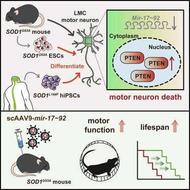 CellStemCell's tweet photo. Online now from Jun-An Chen &amp; Co @AcademiaSinica: Mir-17∼92 Confers Motor Neuron Subtype Differential Resistance to ALS-Associated Degeneration: #stemcells  https://t.co/VyXi0Xj1Ln https://t.co/PBbFhqq4jn