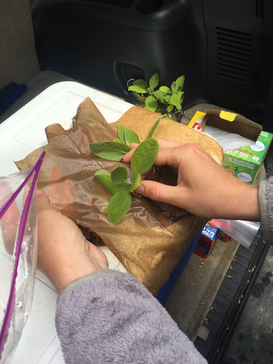 Arboretum researchers sample native Sassafras trees as part of a USDA sponsored study of disease resistance to a newly discovered wilt disease.