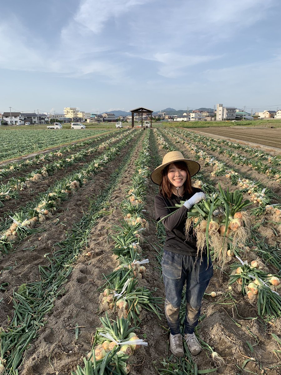 2525ファーム Twitterissa 収穫シーズン到来 今シーズンの吊り玉ねぎがスタートしました 吊り玉ねぎにする事で より体によく 甘い玉ねぎななります 淡路島 玉ねぎ 吊り玉ねぎ