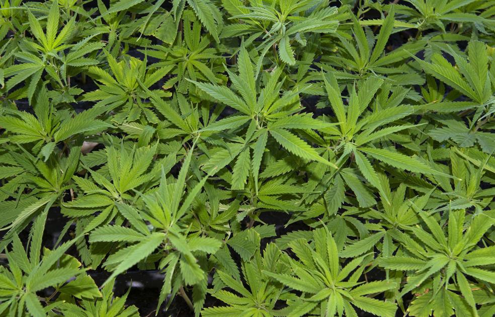 Escasea el cultivo de #cannabis ow.ly/UdMu50usJdD