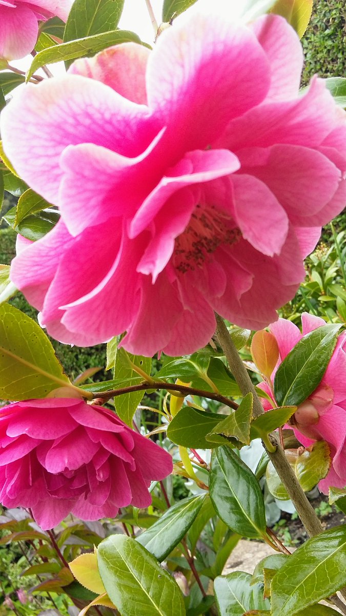 Peaspudd's tweet photo. 7 years, 7 blooming years for my camellia to flower, well worth the wait. #Aboottime https://t.co/ddxWdNgDpQ
