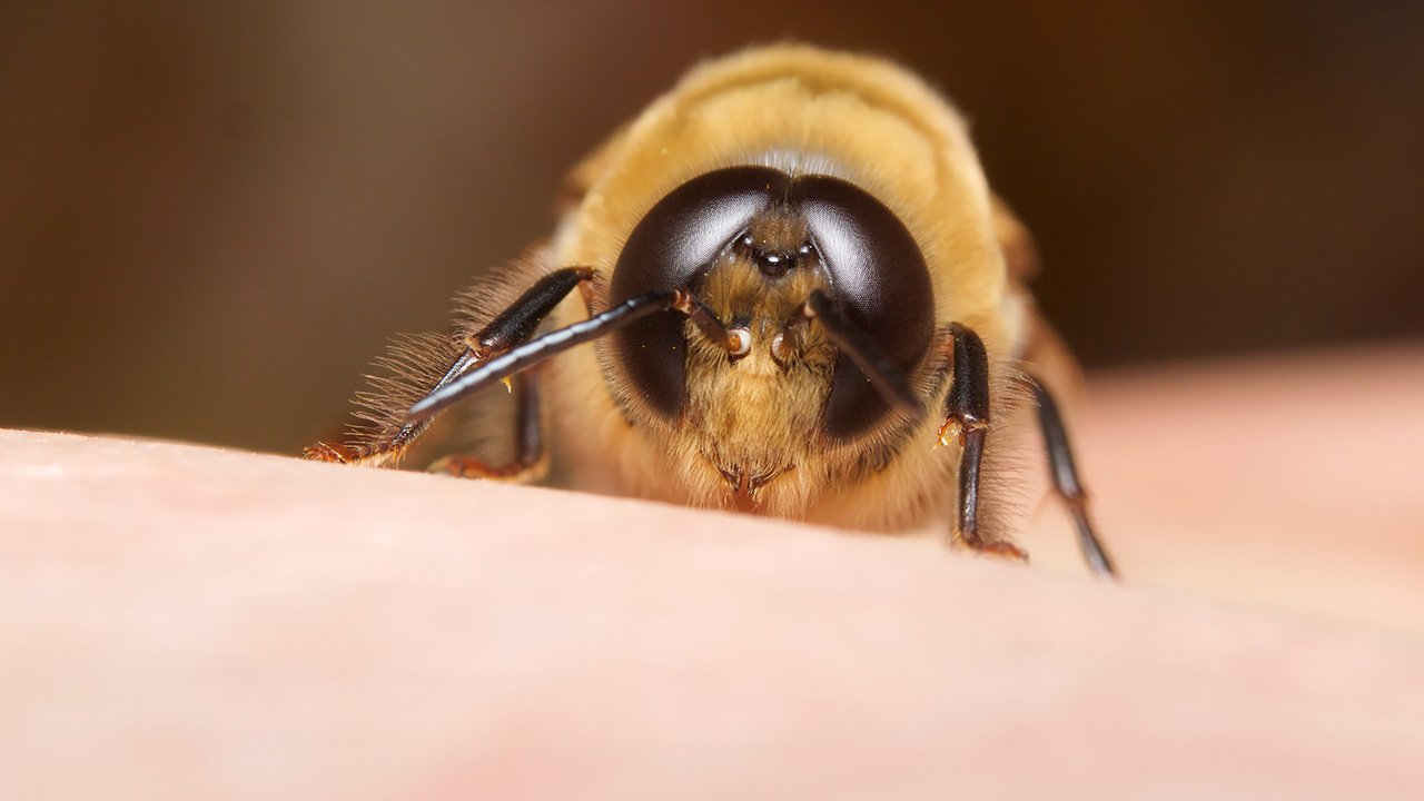 ムシをデザインしたのはダレ ミツバチに混じってハエがいる 最初に出会った頃はそう思いました 手のひらの上にニホンミツバチのオス なかなか可愛いやつです Apis Cerana Japonica T Co Tjftqtv06c Twitter