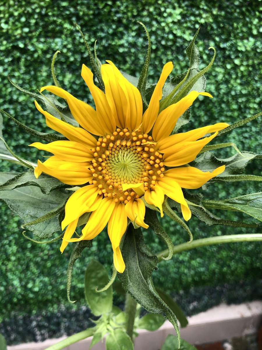 Ss in <a href="/ColinDonelle/">Colin Donelle</a> ‘s #firstgrade inquire into why sunflowers are so tall. The #schoolgarden inspires a lot of #inquiry! #aisgz #pyp