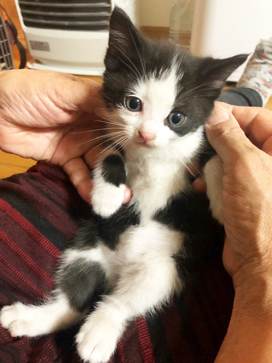 母ネコが連れてくる Hashtag On Twitter