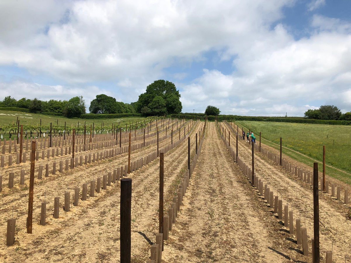 BiddendenVine's tweet photo. And another block planted 🙌🏻🙌🏻🙌🏻
#winegardenofengland #reichensteiner #sparklingwine https://t.co/LkbuLE6Omf