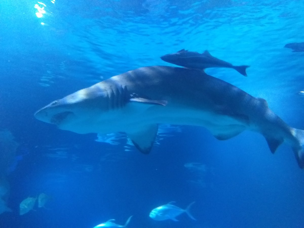 StColumbasTrips's tweet photo. Representing somewhere between 450 - 100 million years of perfected and honed evolution, these apex predators are essential for the health of oceanic ecosystems.

#SCCValencia #SCCForm2 #SCCScience #SCCSpanish #SCCTrips https://t.co/WXubNI6YQE