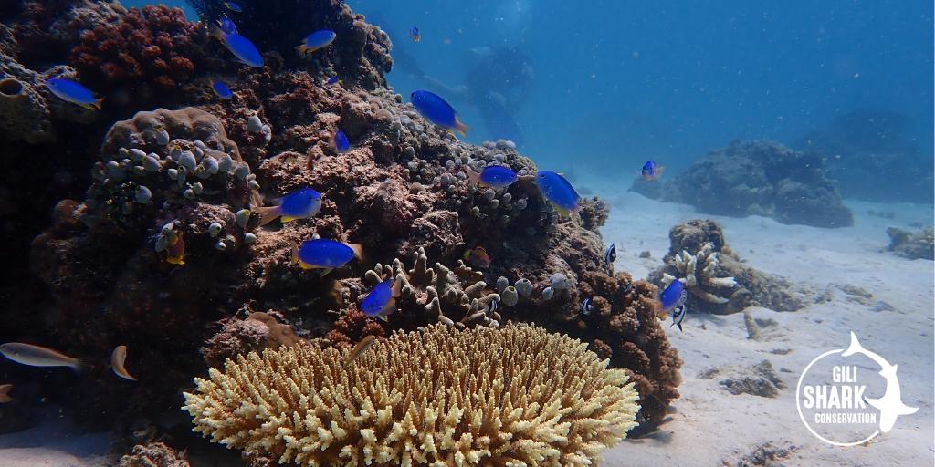 Gili Shark Conservation tweet media