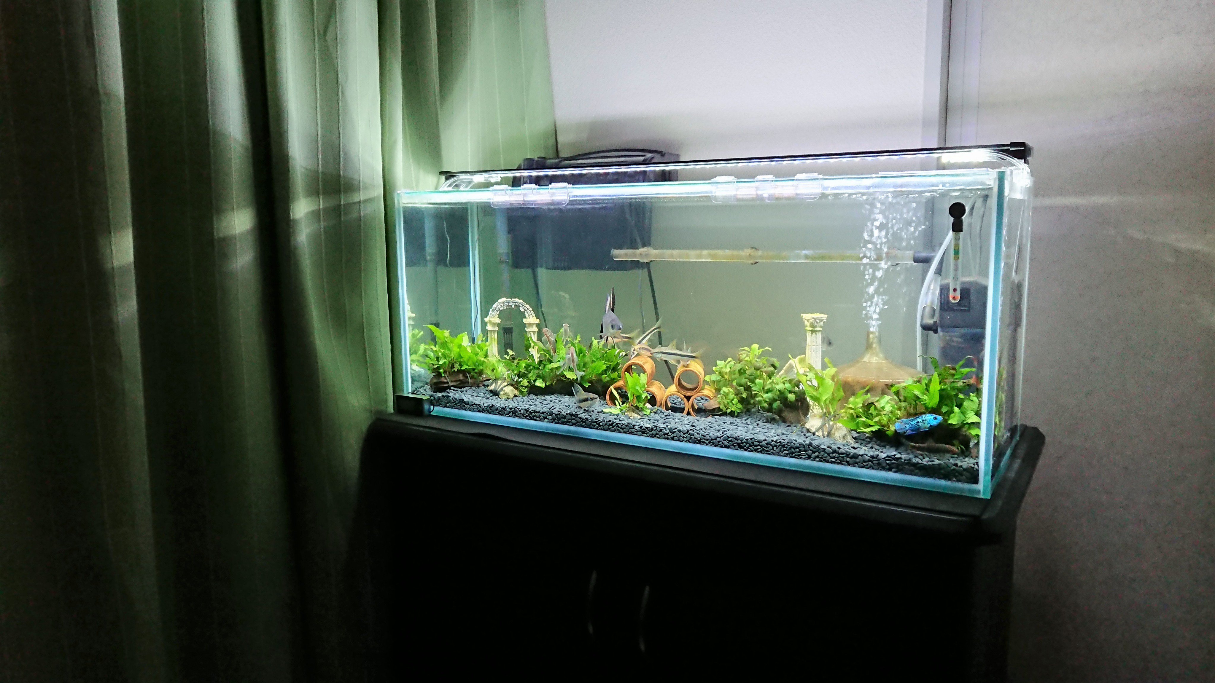 アクアマン 22 こちらの写真は 60cm水槽用2灯式蛍光灯を外して フラットled900 ブラック 1本だけを設置した状態です こちらの方がスッキリしていて スタイリッシュな感じですね 写真だと伝わり辛いのですが Ledライト1本だけでも十分明るいです