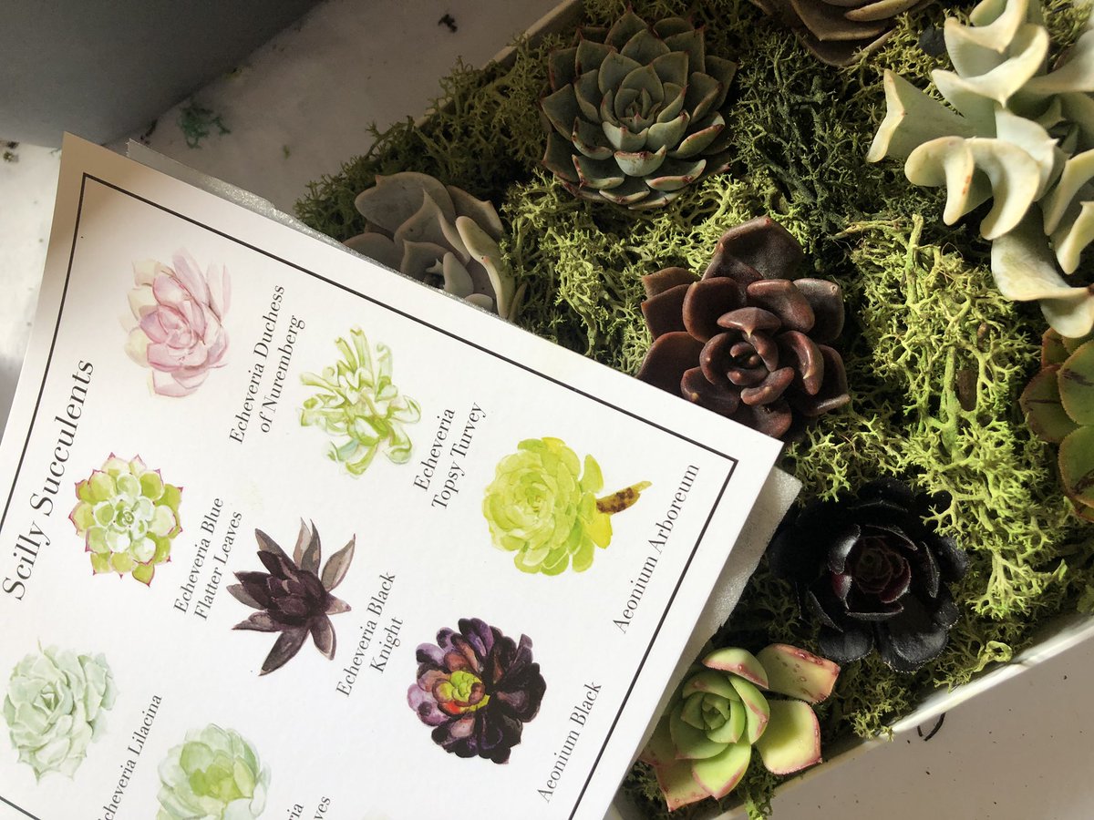 Scilly Succulents (@scillysucculent) / Posts / X