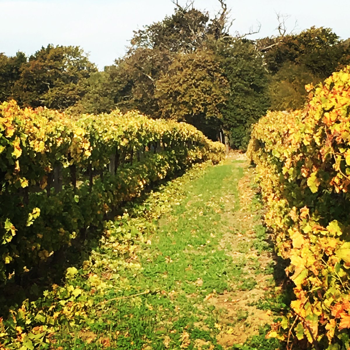 AKKERDAL's tweet photo. #akkerdalvinyards Akkerdal team het vandag begin om wingerd borselkop te snoei Baie bekommerd oor Mei maand geen #coldunits om wingerde in diep rus te plaas om in 2020 n volhoubare oeste produseer #winefarm  #viticulturist #winemaker #covercrops #biodynamic #farmingforthefuture https://t.co/NOVyiUohfq