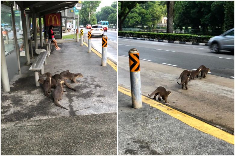 straits_times's tweet image. Otters spotted in Bukit Timah; group fled from Singapore River home due to Bishan otters str.sg/ojEk