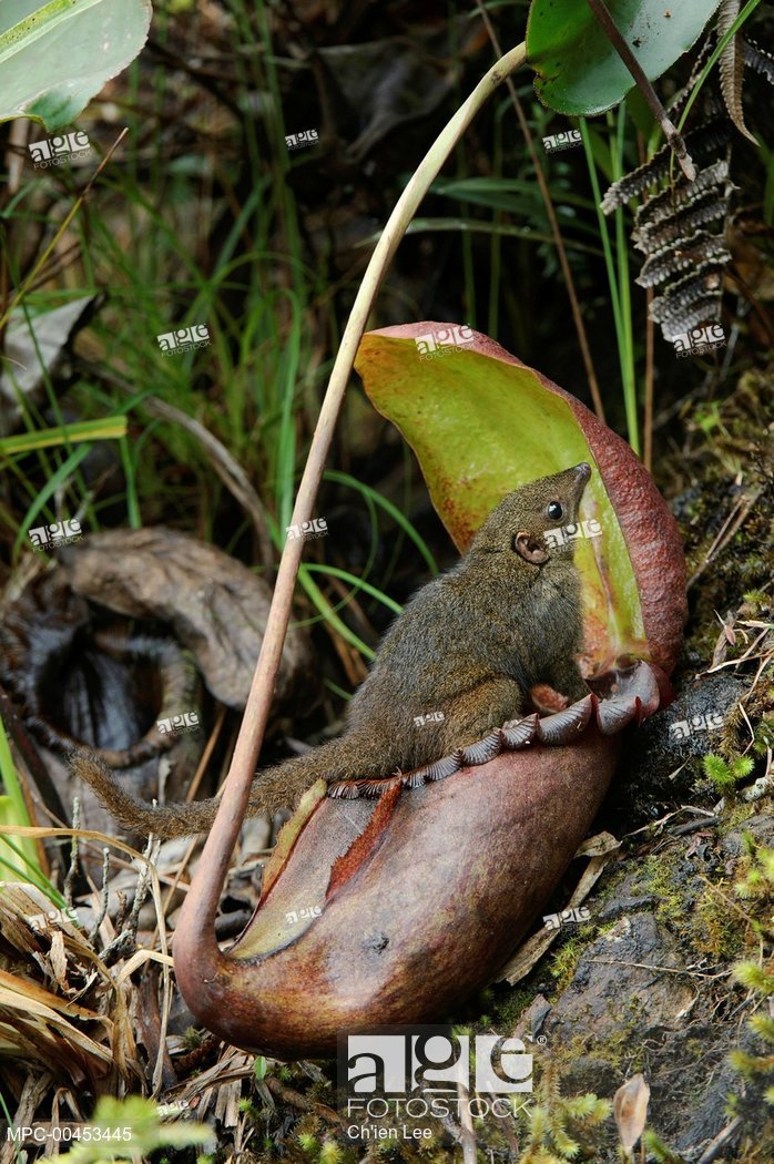 Also, as seen in this picture below. Mountain treeshrew, Tupaia montana also makes the nepenthes as their toilet bowl.