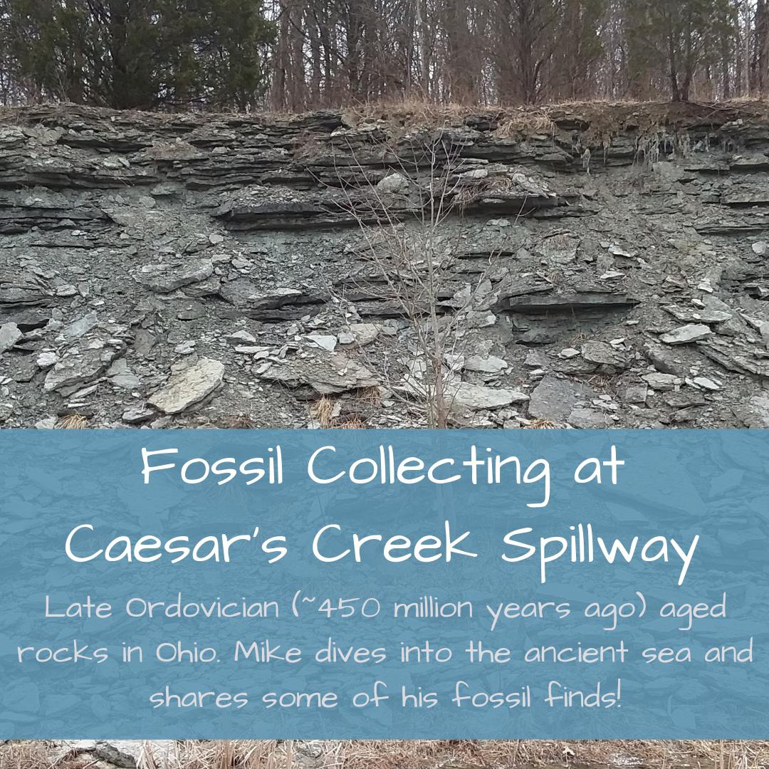 TimeScavengers's tweet image. #FieldExcursion post by Mike on a #fossil collecting trip to Caesar's Creek Spillway! Mike dives into the Late #Ordovician (~450 Ma) rocks of Ohio &amp;amp; shares some really excellent fossil finds.

timescavengers.blog/2019/05/30/fos…

#TheSciCommunity #scicomm