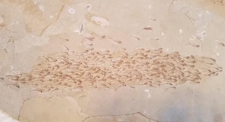 Incredible Fossil Shows Coordinated Swimming In A School Of Extinct Fish bit.ly/2JOB1z9 #animals