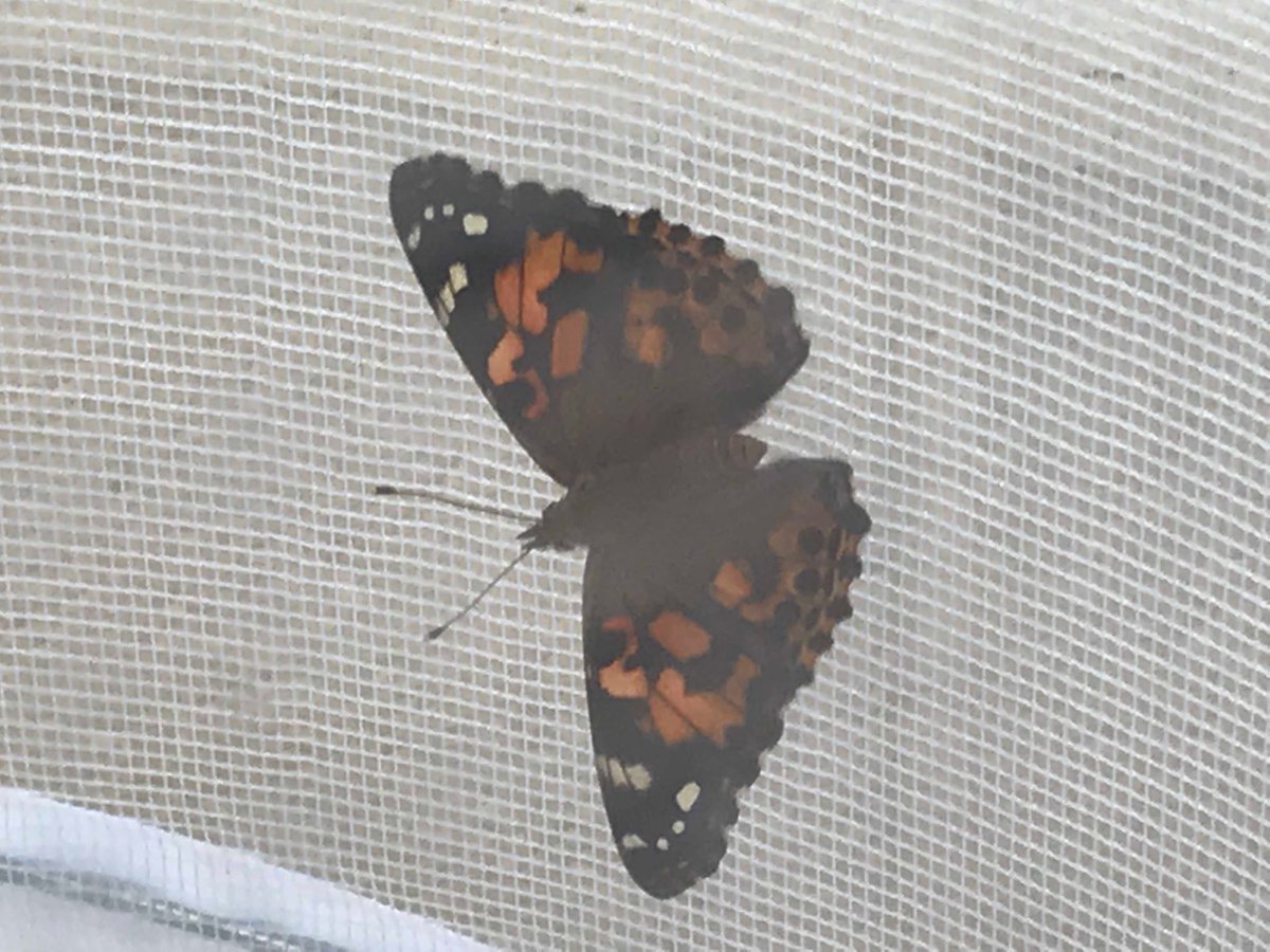 We have butterflies in the office!!!  Dotty, Clothilda, &amp; Fleur have arrived safely. Enjoying seeing our babies emerge from their chrysalides.