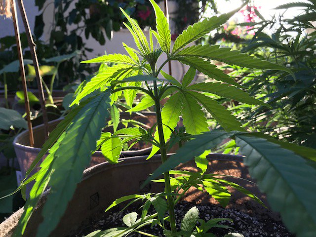 ¿Por qué son tan importantes los trasplantes en cultivos de #cannabis?, vía <a href="/lamarihuana/">LaMarihuana.com</a> ow.ly/y1uz50usJpL