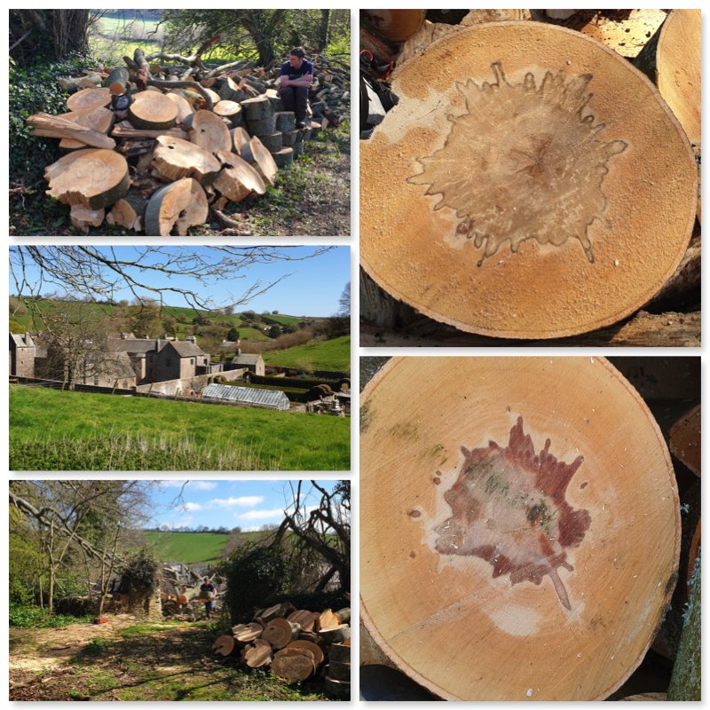 teigntrees's tweet photo. James N sent in these lovely shots from a recent job for the @NTSouthWest at @ComptonCastle. To  #dismantle a #windblown #beech. Great job in a lovely location. 

#teigntrees #treeworkthursday #comptoncastle #nationaltrust #commercialtreework #devon #arborists https://t.co/OukZUsZElo