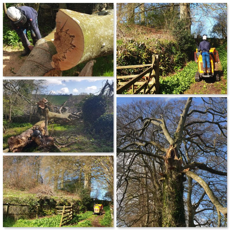 teigntrees's tweet photo. James N sent in these lovely shots from a recent job for the @NTSouthWest at @ComptonCastle. To  #dismantle a #windblown #beech. Great job in a lovely location. 

#teigntrees #treeworkthursday #comptoncastle #nationaltrust #commercialtreework #devon #arborists https://t.co/OukZUsZElo