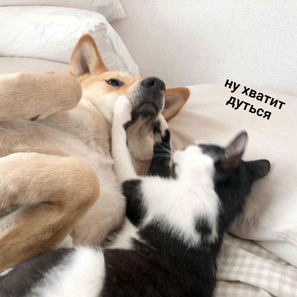 D70ZZFAXoAItesh.jpg:large