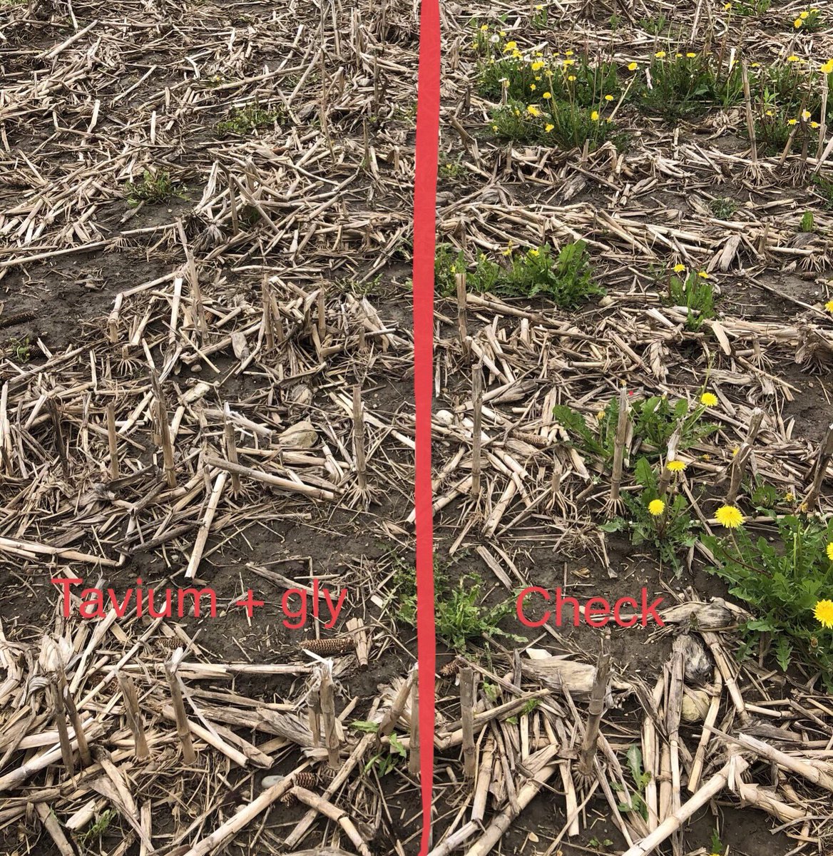 JoannaMWallace's tweet photo. 6 days after application of #Tavium and a glyphosate. This field is ready for xtend soys as soon as fit. https://t.co/NKTqIFD582