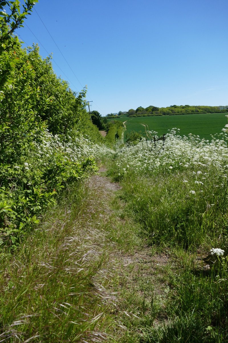 _Blackbird_Farm's tweet photo. Wildlife corridor @_Blackbird_Farm looking great with the cow parsley out. https://t.co/YHOtpjfqsd