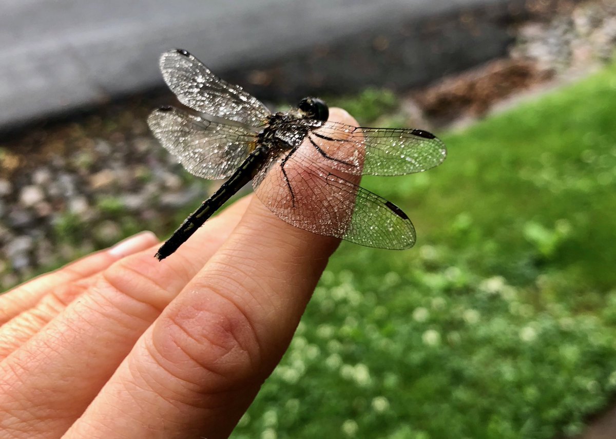 naomimgruer's tweet photo. “The Girl Who Walked With Fairies” could b the name of my next ms. I thanked the dragonfly who took a walk w/me this morning! #drdoolittle #communingwithnature #fairies https://t.co/XD27JS4BfN