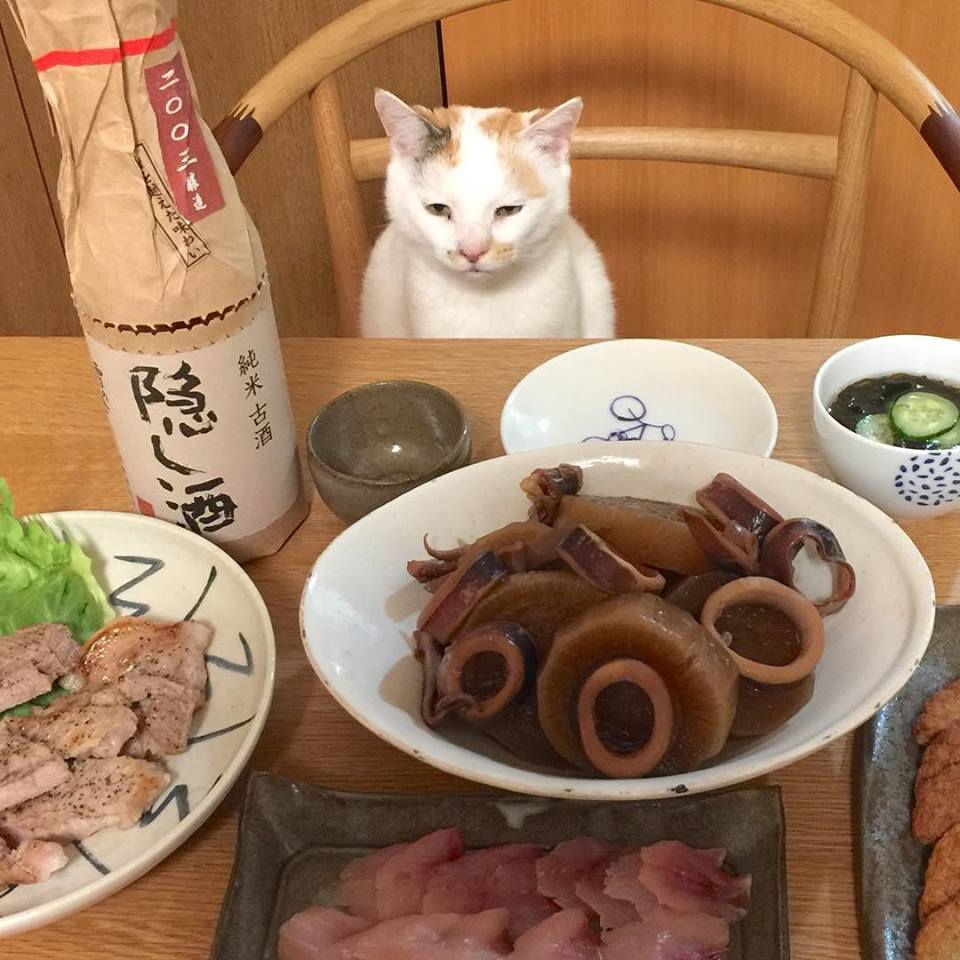 nyankorooow's tweet photo. 明日…里親さんの元へ旅立つ https://t.co/yOkPPHqL2Q