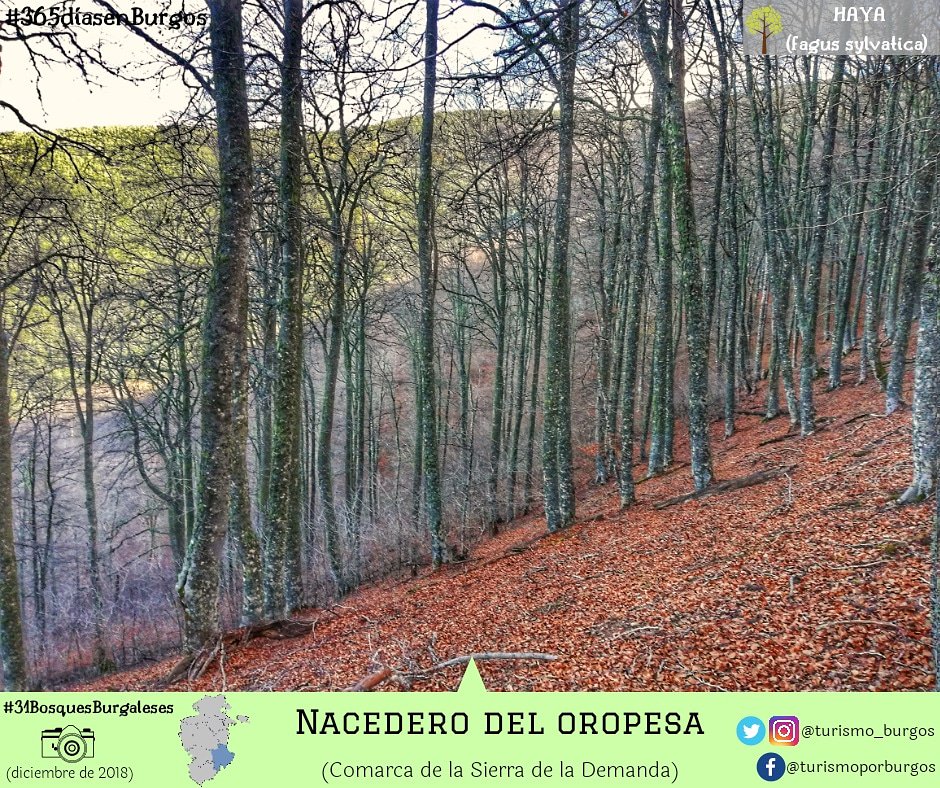 turismo_burgos's tweet photo. Empezamos la tarde con #31bosquesburgaleses. Viajamos al este de la provincia de #Burgos (comarca de la Sierra de la Demanda), a los alrededores de la localidad de Pradoluengo, donde descubrimos el paraje natural del Nacedero del Oropesa, el cual se encuentra en ... (sigue 👇🏻) https://t.co/NF7MoxLyp6
