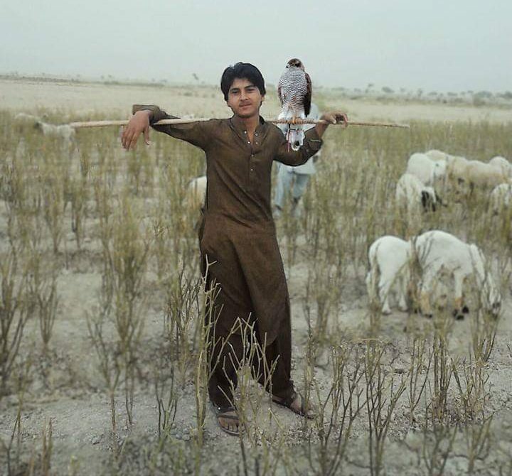 IAF - Falconry tweet media