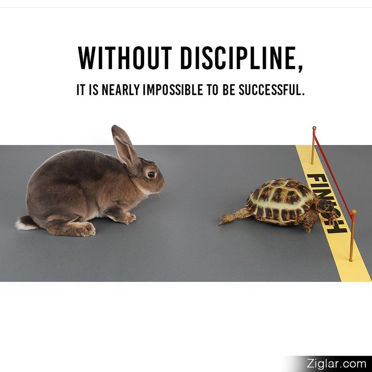 Without discipline, it is nearly impossible to be successful. 
🐢
🐇
.
.
.
#thursdaythoughts #thursdaymotivation #motivational #inspirational #inspiration #NeverGiveUp #turtle #tortise #hare #rabbit #rabbitrescue #reptilerescue #animalwelfare #nonprofit #nonprofitstartup