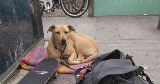 Alucinanet's tweet photo. El juez imputa al guardia urbano que mató a la perra Sota de un disparo en Barcelona https://t.co/f5wiRSnr1b https://t.co/5Bn3JL69FE