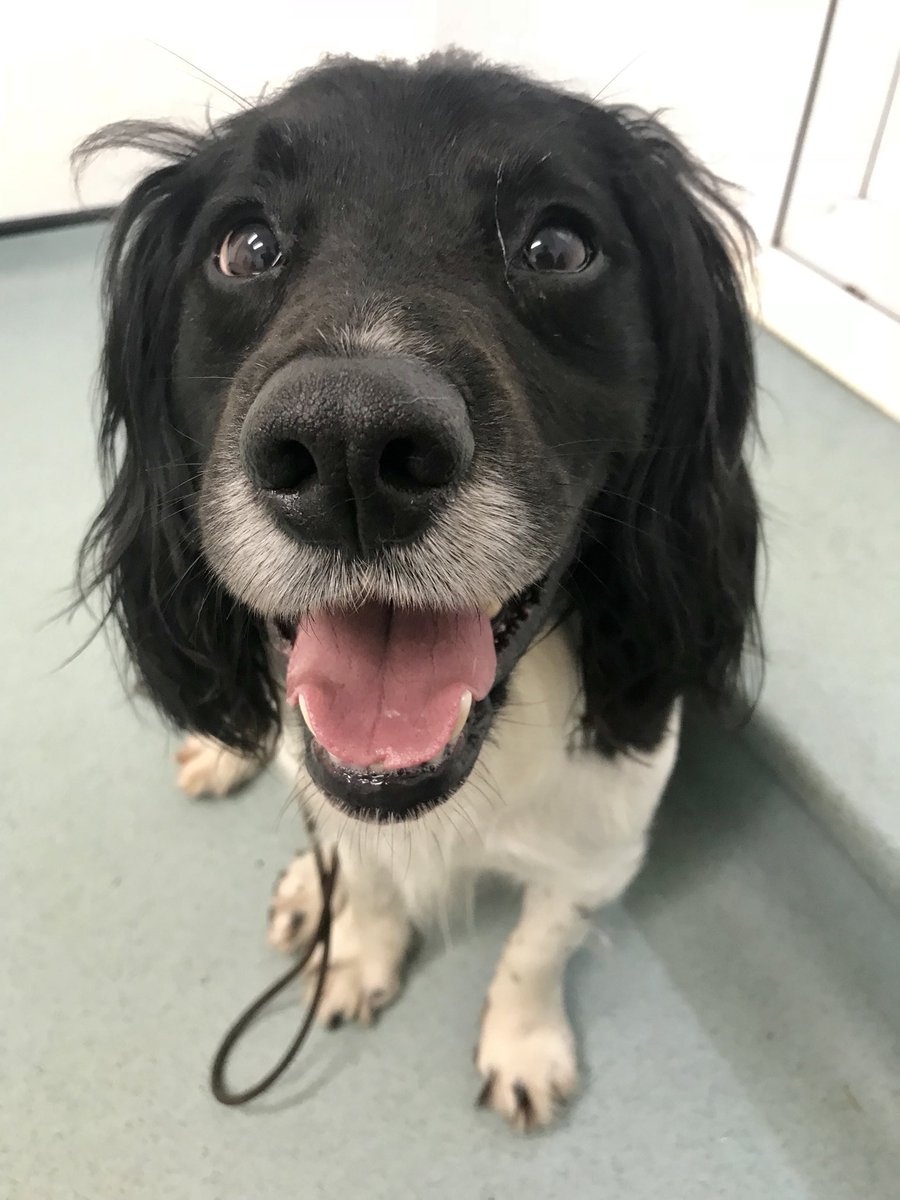 AwesomeSpaz12's tweet photo. Trip to the neurologist today, Yes one has ones own neurologist, #doesnteveryone? ๐งโโ๏ธmy gait was out so back I had to go! I have done myself in AGAIN!! #spanielproblems I get a week off and some more meds & ๐งโโ๏ธ has got to figure out how to keep me quiet...๐๐ซ #goodluckwitthat! https://t.co/LZVyqahewT