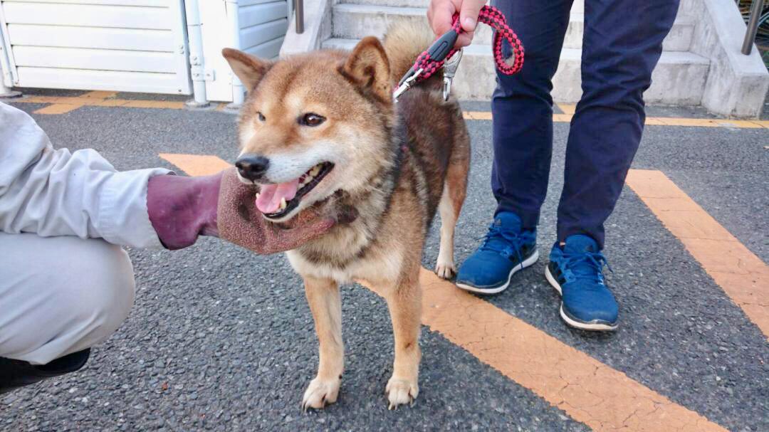 空 新しい飼い主様が見つかりました 5月7日に大津町矢護川で保護され 里親募集中の男の子に 新しい飼い主様が見つかりました ありがとうございました 該当ツイートは削除します 熊本ペット 熊本県 菊池保健所 迷子犬 里親募集 T Co
