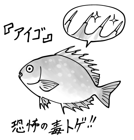 今では見かけても狙いません。
#魚紹介習慣 #銛ガール 