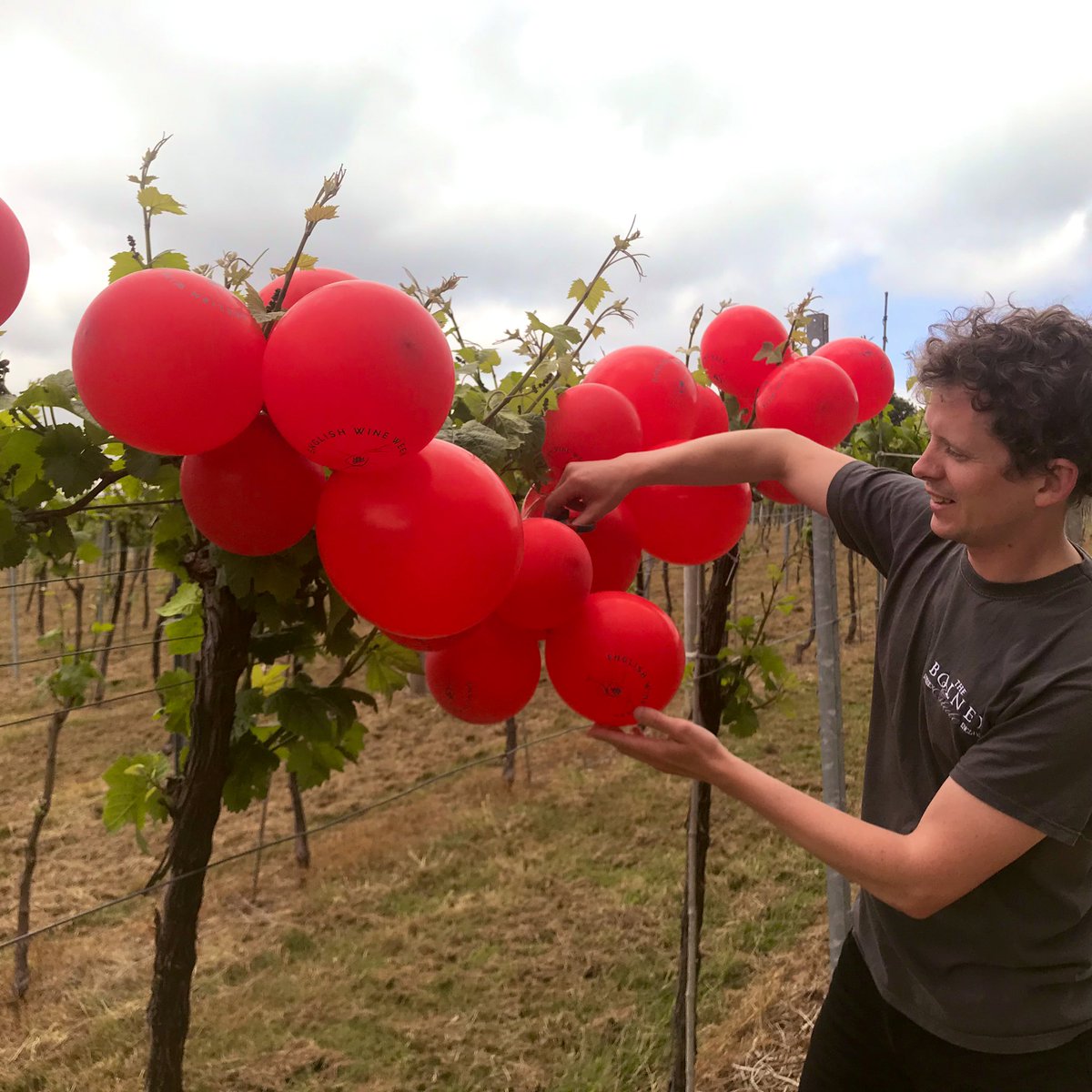 Bolneyestate's tweet photo. Our winemaker Alex cannot believe that our red grapes have ripened during #englishwineweek thanks to @winegb #mayprilfools
#englishwine #grapes #winelovers #pinotnoir #vineyardbantz #plumptonstudents #lesballonsrouges #raisins #winemaking #harvest #englishsparklingwine #sussex https://t.co/mWb5pAlw1y