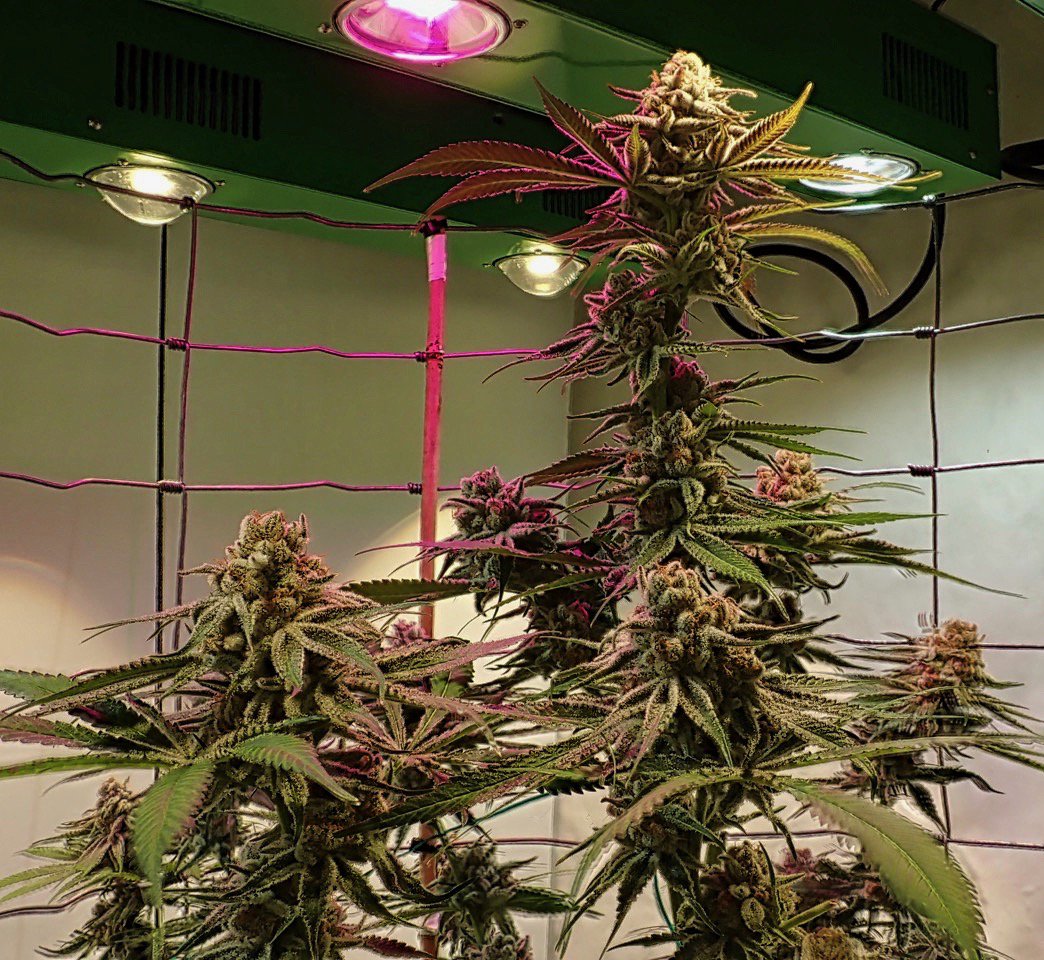 greenfusionled's tweet photo. 🌿💚💚Good #thursdayvibes #Stoners🧝♂️🧝♀️🧙♀️🧙♂️
#mmj patients👽💚
&
#growers👨🌾
#pufpufpass #cannabiscommunity420 #twax #twaxblunt #rawpapers #elementpapers #marijuanamania #smokesession #hotbox #bluntcruise #blunts #bongs #joints #bongrips #highaf #stonerlife #stonershit #iloveweed https://t.co/1sUKIBkBWi