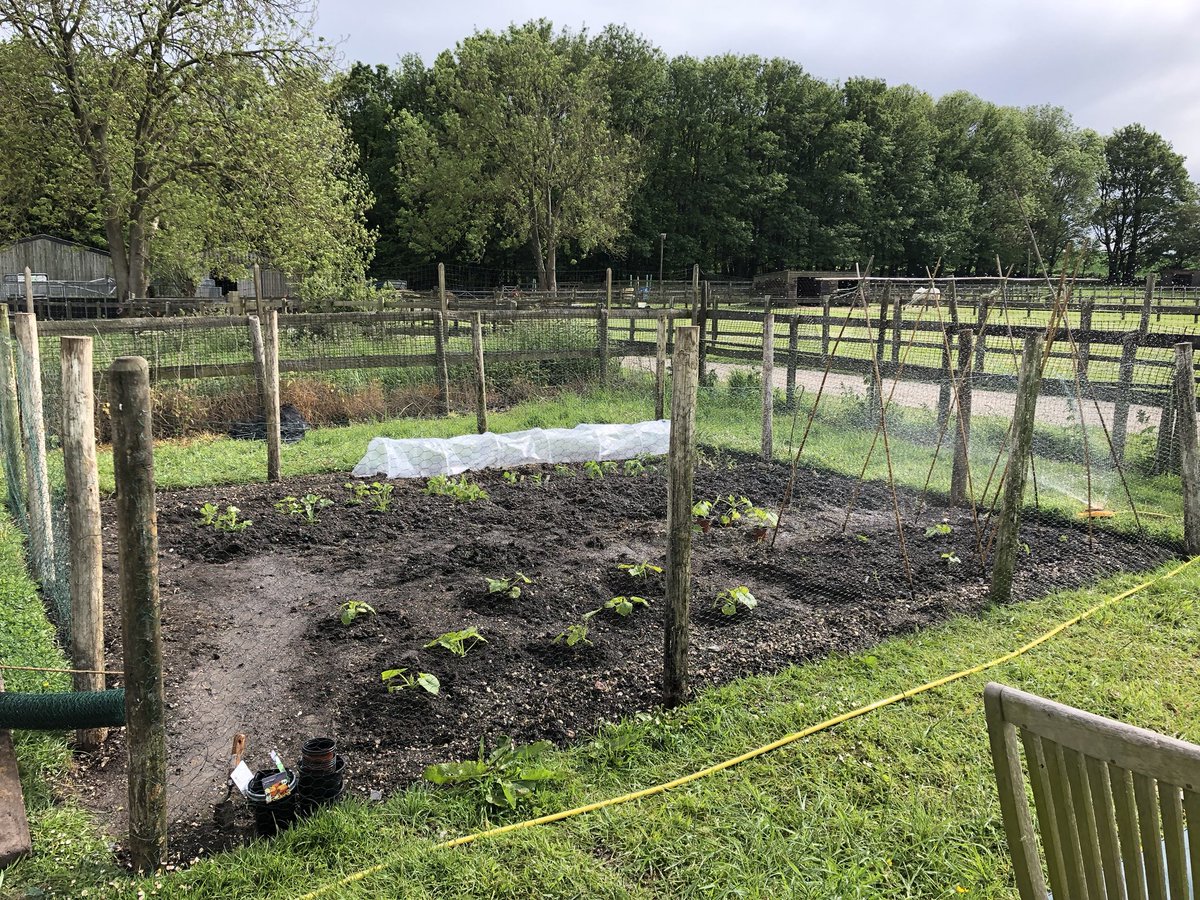 Hey everyone, sorry I’ve been quiet. Human has had a really busy time with work and country stuff. She’s planted vegetables even though I said plant sausages!  Then she caged it in so I can’t dig in there! Who do I call to complain? Love Buddy #vegpatch #dogsoftwitter