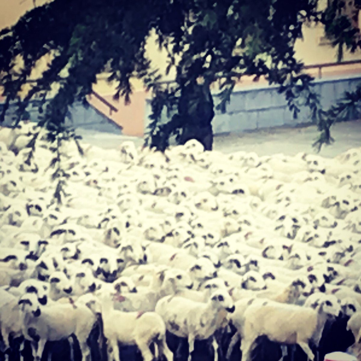 lluisflorit's tweet photo. Cabaneres encara vives a l’Alta Ribagorça! Un any més passen per Pont de Suert ramats provinents de la plana cap a les pastures de la Vall de Boí! #caminsramaders #cabaneres #altaribagorça #pontdesuert #cañadas https://t.co/wrS4hRr18O