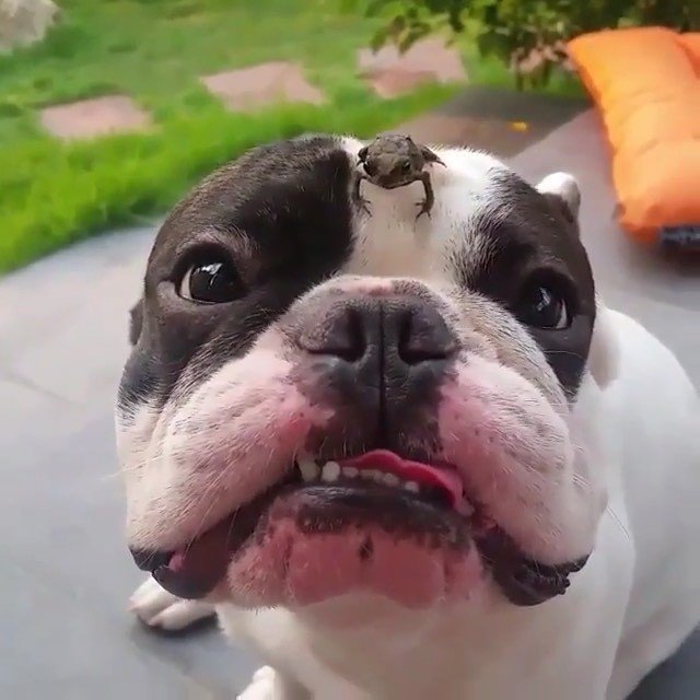 Oh, hey there little 🐸😂
@french_buta
.
.
#puppydogvideos #frenchievids #funnydogs #puppydogvideos #stella_and_friends #buzzfeedanimals #whatsthat #hilariousvideos bit.ly/2WyNGfA