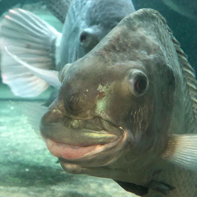Huru29637342's tweet photo. そう言えば
伊豆のバナナワニ園で見たこいつは
昔話題になったあいつよりも
余程人面魚じゃないかという疑惑…🐟 マジこいつなんすか?
#魚
#人面魚
#funnyfish
#fish
#humanfacefish
#humanfish https://t.co/cmH5feVNuL https://t.co/j3zzHKMNfp