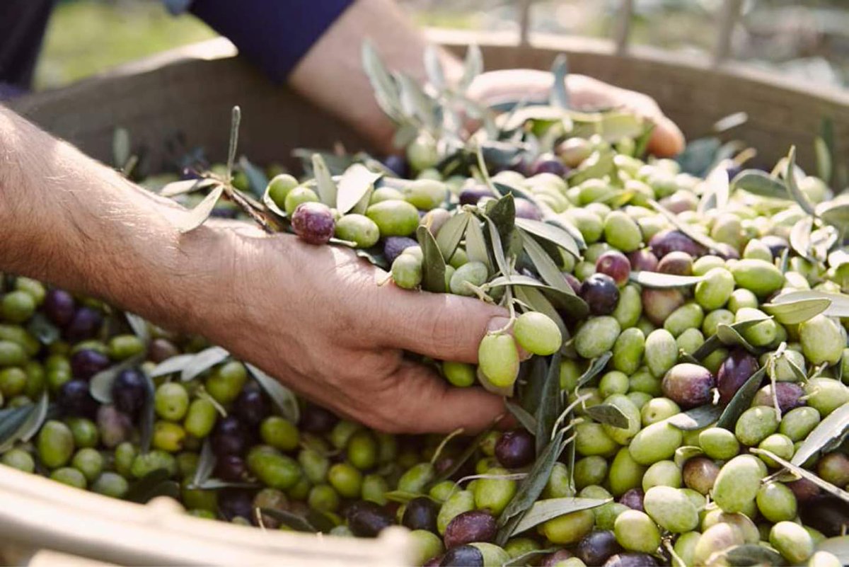 Nel #Vùlture l’olivicoltura ha radici molto antiche: troviamo riferimenti scritti già nelle opere del famoso #poeta latino Quinto Orazio Flacco, nato a Venosa nel 65 AC.
Questa #tradizione vive ancora oggi nel nostro #lavoro e nel sapore delicato del nostro #olio.
#oliveoil