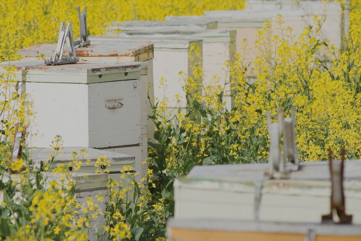 AlbertaFlavour's tweet photo. The Alberta Beekeepers Commission announces three $1000 bursaries to attend an accredited University or College in Canada. https://t.co/XYiRAaxiYo #yeg #yyc #ABbees #ABbeekeepers #beekeeping https://t.co/yI6NVoG4ZQ